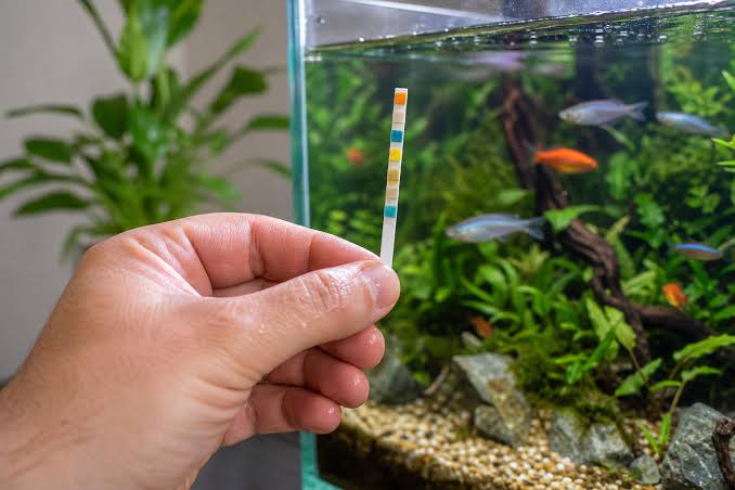 Waarom aquarium laten bouwen belangrijk is