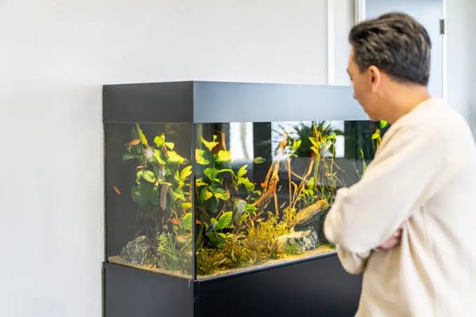 Onze ervaring met aquarium laten bouwen